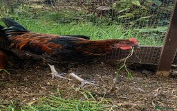 Chickens poultry for sale: FREE - 18 Week Copper Marans Cockerel  - Image 1