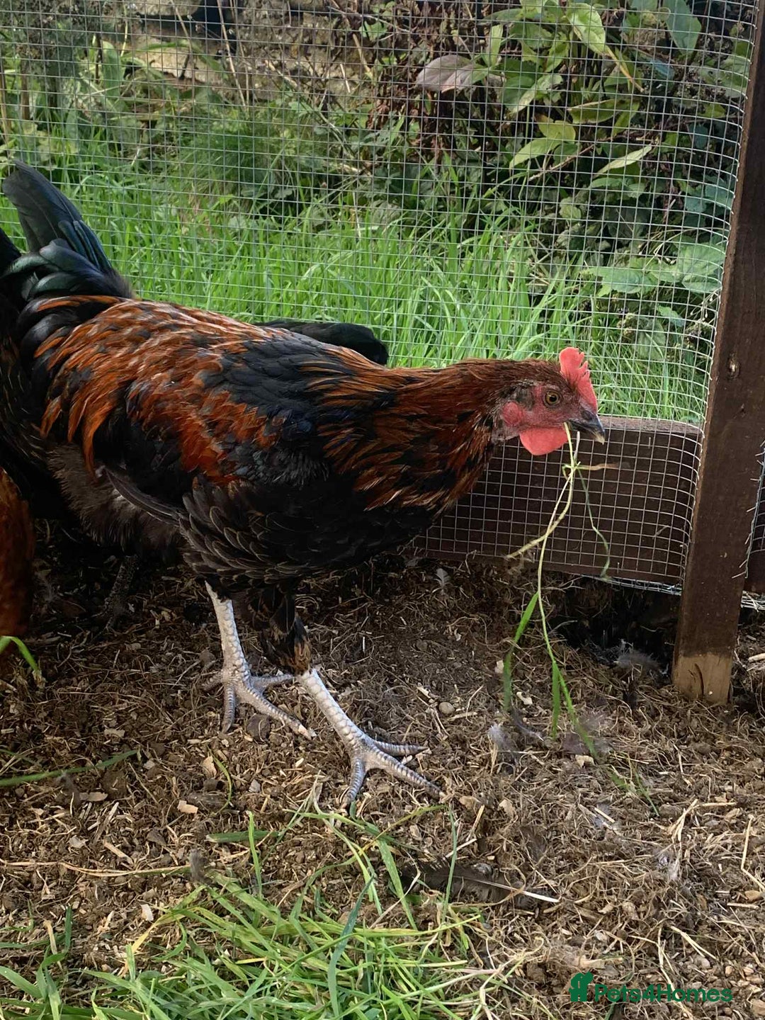 Chickens poultry for sale: FREE - 18 Week Copper Marans Cockerel  - Image 1