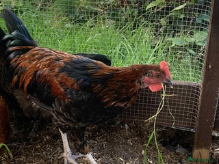 Chickens poultry - Advert 3