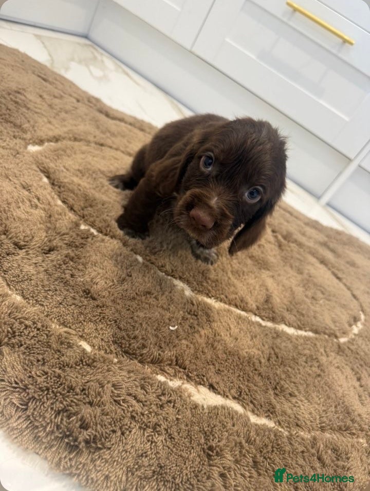 Cocker Spaniel dogs for sale: Cocker spaniel show type puppies  - Advert 9