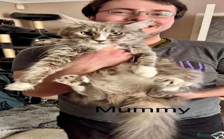 Maine Coon cats A stunning litter of Pedigree Main Coon kittens - Advert 1