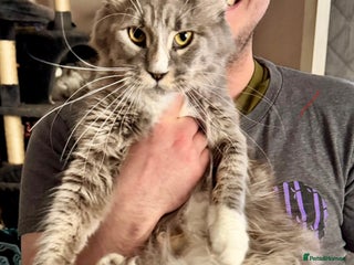 Maine Coon cats A stunning litter of Pedigree Main Coon kittens - Advert 14