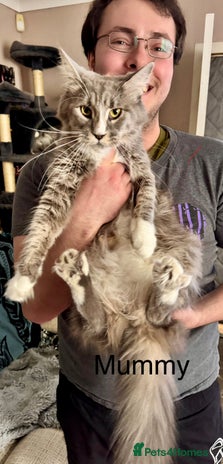 Maine Coon cats A stunning litter of Pedigree Main Coon kittens - Advert 1