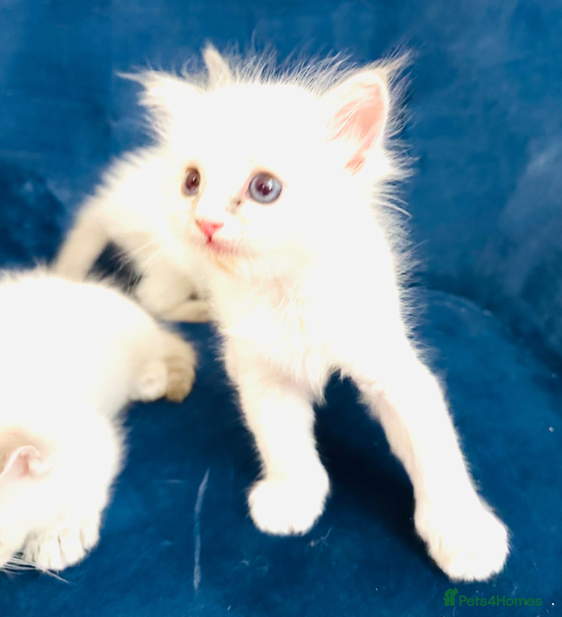 Ragdoll cats GCCF BEAUTIFUL RAGDOLL KITTENS  - Advert 1