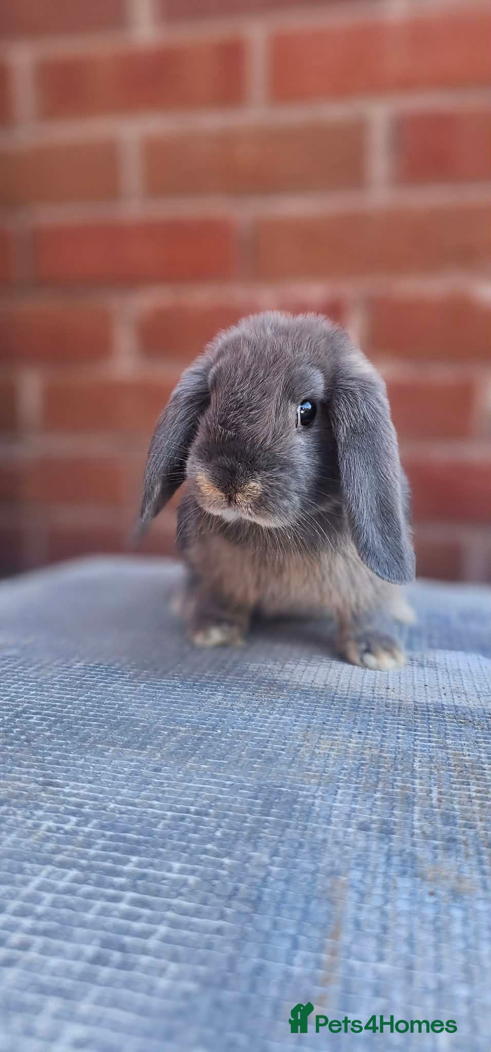 Mini Lop rabbits Mini Lops For Sale  - Advert 9