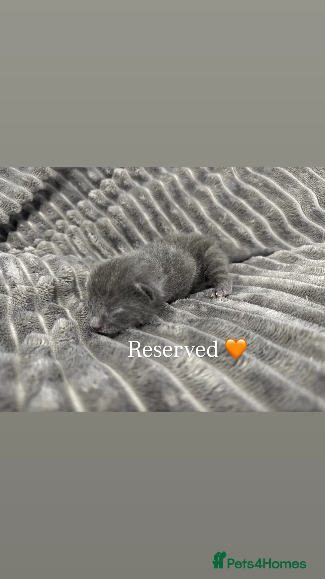 Mixed Breed cats for sale: TWO KITTENS LEFT!!! in Stoke-on-Trent - Advert 13