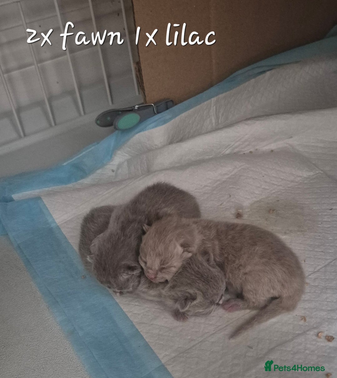 British Shorthair cats for sale: Stunning Russian Bloodline TICA reg kittens - Image 8