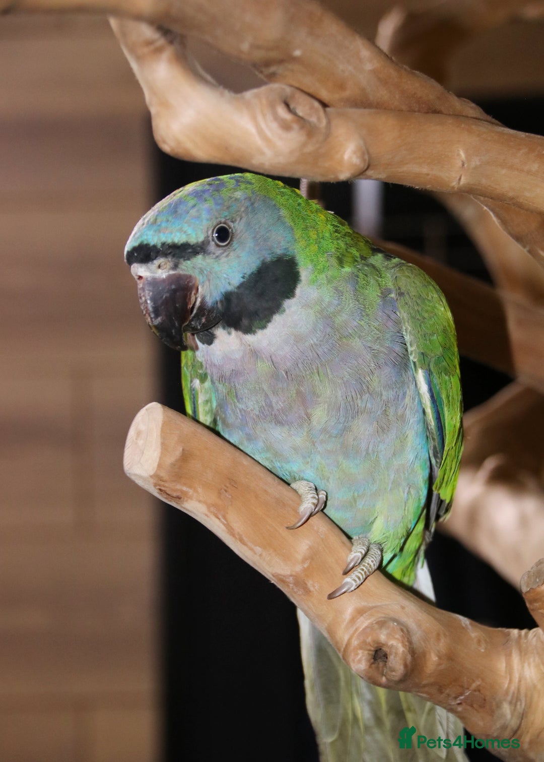 Parrots birds for sale: Talking Parrot and bird Available - Advert 13