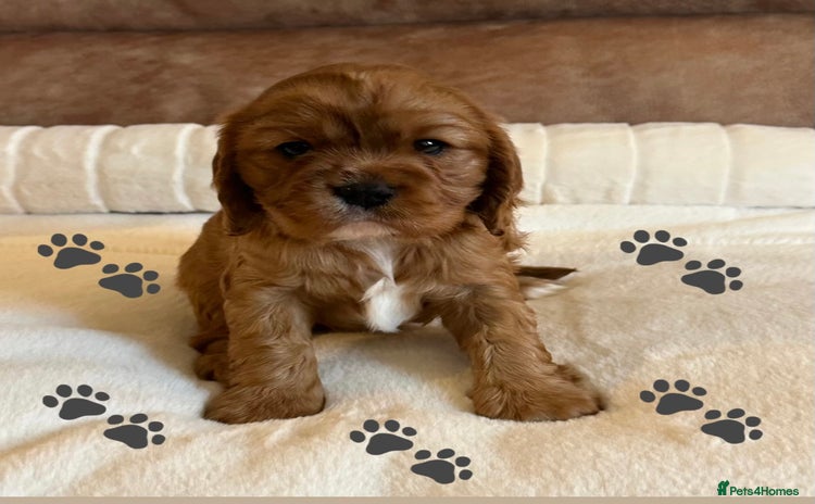 Cavalier King Charles Spaniel dogs - Advert 7