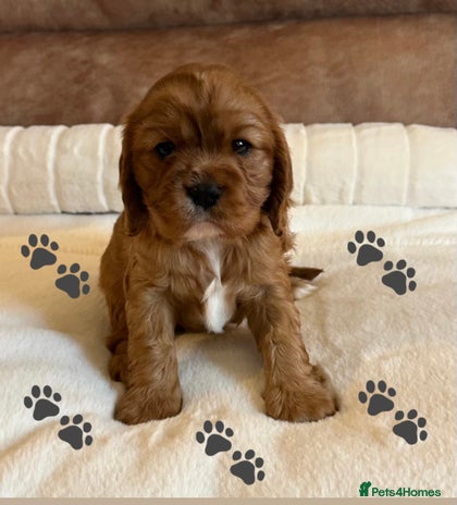 Cavalier King Charles Spaniel dogs - Advert 16