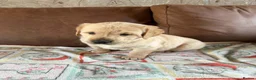 Goldador dogs for sale: F1 Goldador puppies - Advert 14