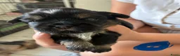 Shih Tzu dogs for sale: Stunning doby shih zu puppies - Advert 8