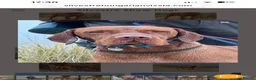Hungarian Vizsla dogs for sale: EXCEPTIONAL HUNGARIAN VIZSLA PUPPIES in Sleaford - Advert 17