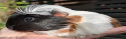 Guinea Pig rodents for sale: Beautiful guinea pig pups - Advert 5