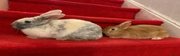 Mixed Breed rabbits for sale: Rabbit  - Advert 2