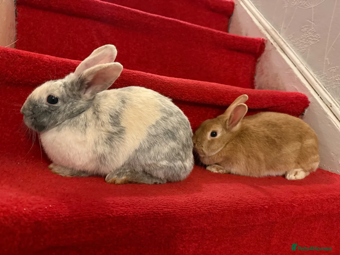 Mixed Breed rabbits for sale: Rabbit  - Advert 2