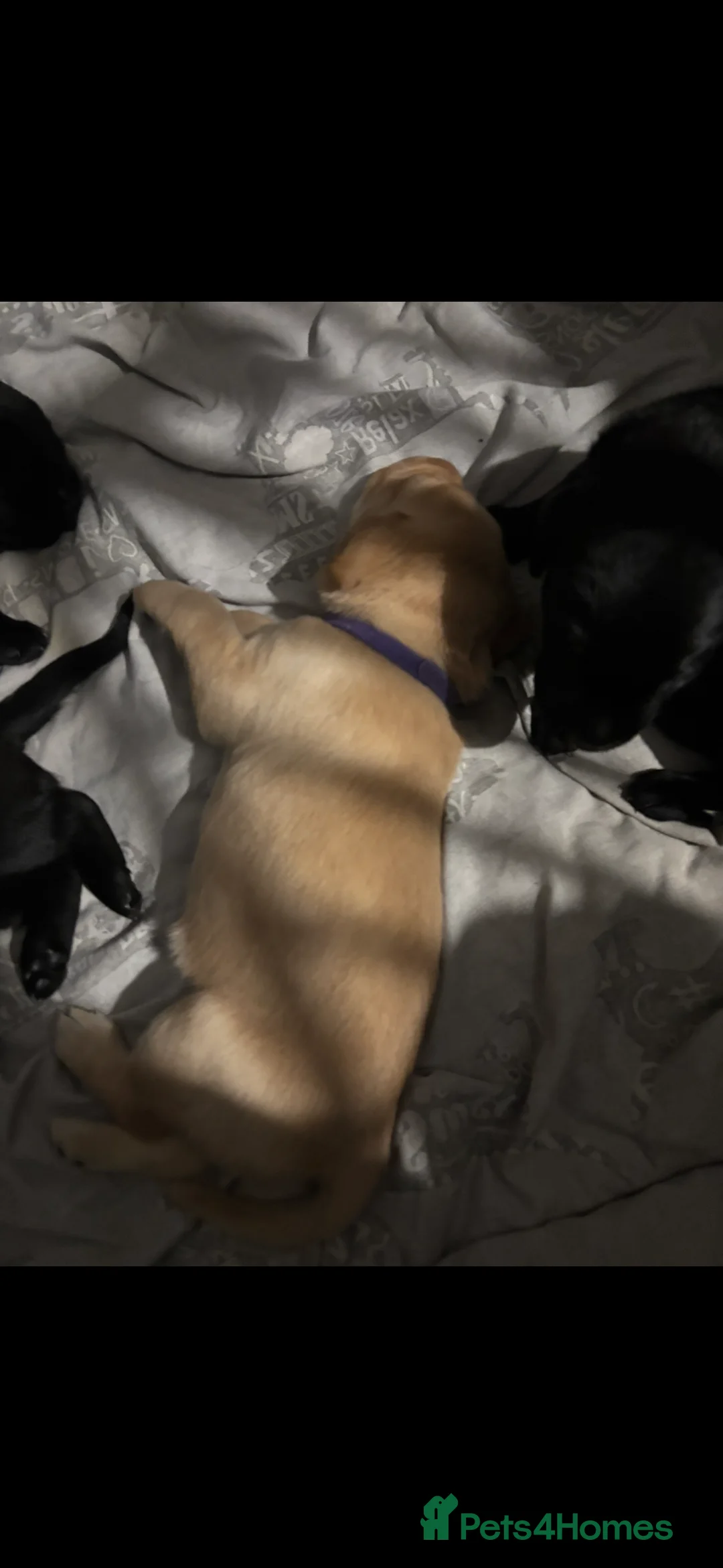 Labrador Retriever dogs for sale: Stunning lab pups - Advert 11