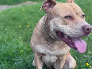 Mixed Breed dogs 2 black/brindle boys remaining - Advert 8