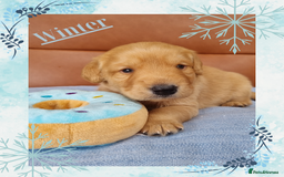 Australian Labradoodle dogs for sale: Stunning red F1b Australian Labradoodle puppies  - Image 20
