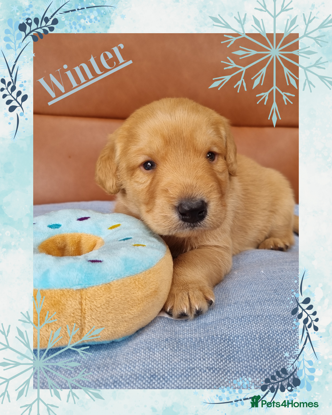 Australian Labradoodle dogs for sale: Stunning red F1b Australian Labradoodle puppies  - Image 20