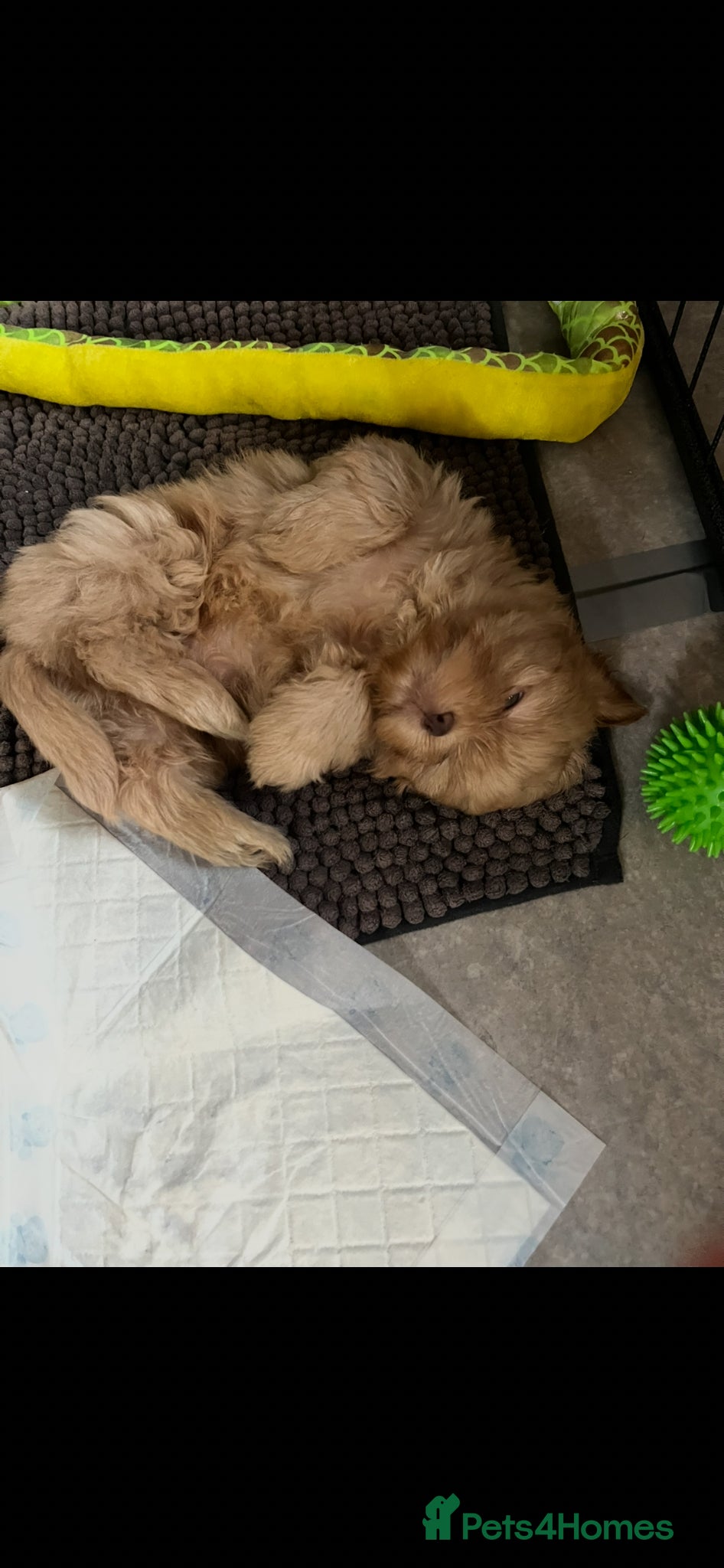 Shih Tzu dogs for sale: Gorgeous shitzu puppies in Lydney - Advert 13