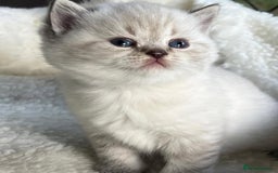 British Shorthair cats for sale: Beautiful white/creme British shorthair kittens - Image 4
