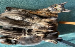 Mixed Breed cats for sale: Four gorgeous kittens  - Image 18