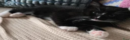 Mixed Breed cats for sale: 3 black and white tuxedo kittens, 2 male 1 female - Advert 17