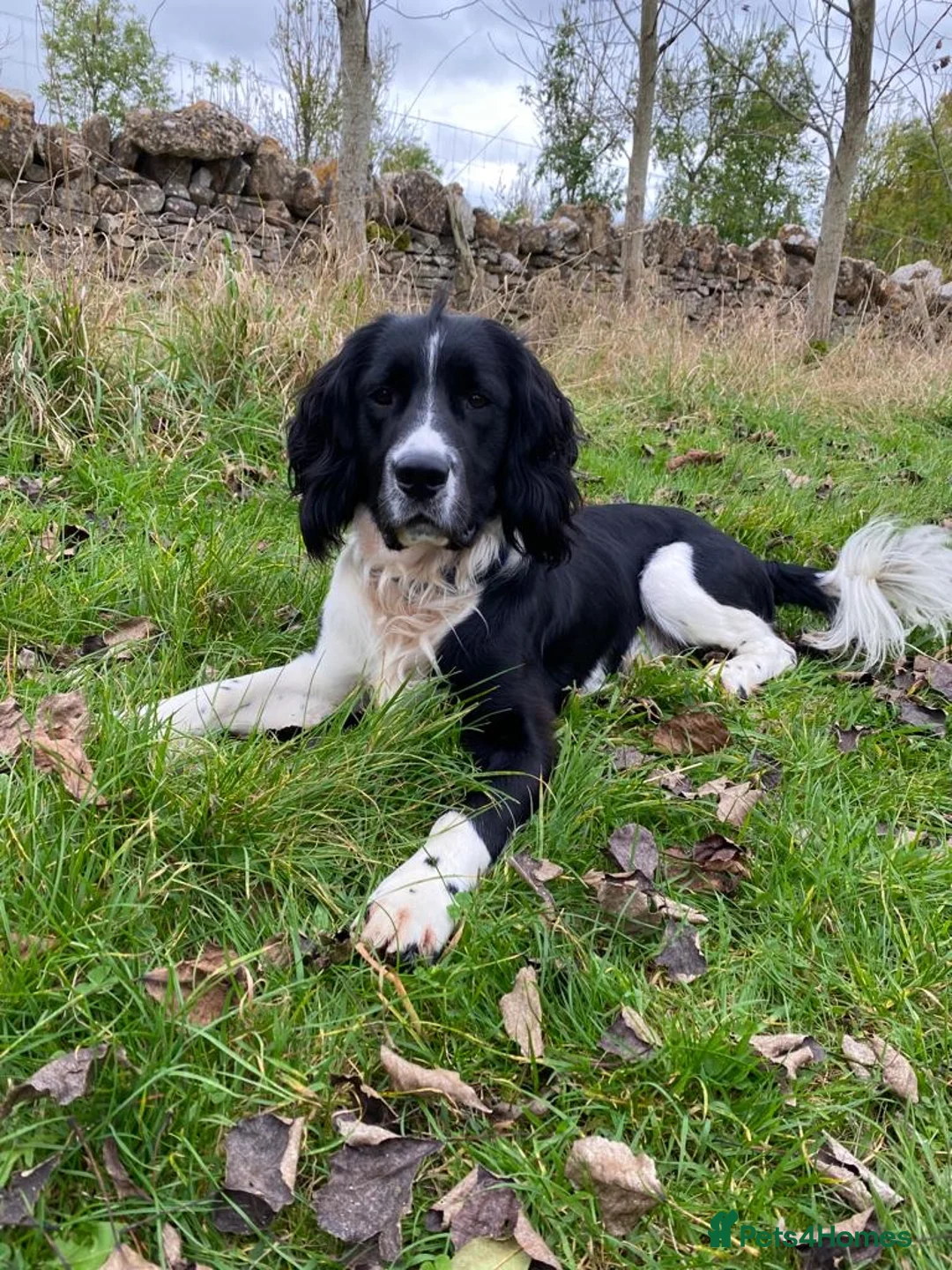 English Springer Spaniel dogs for stud: stunning black and white Springer for stud in Tewkesbury - Advert 2