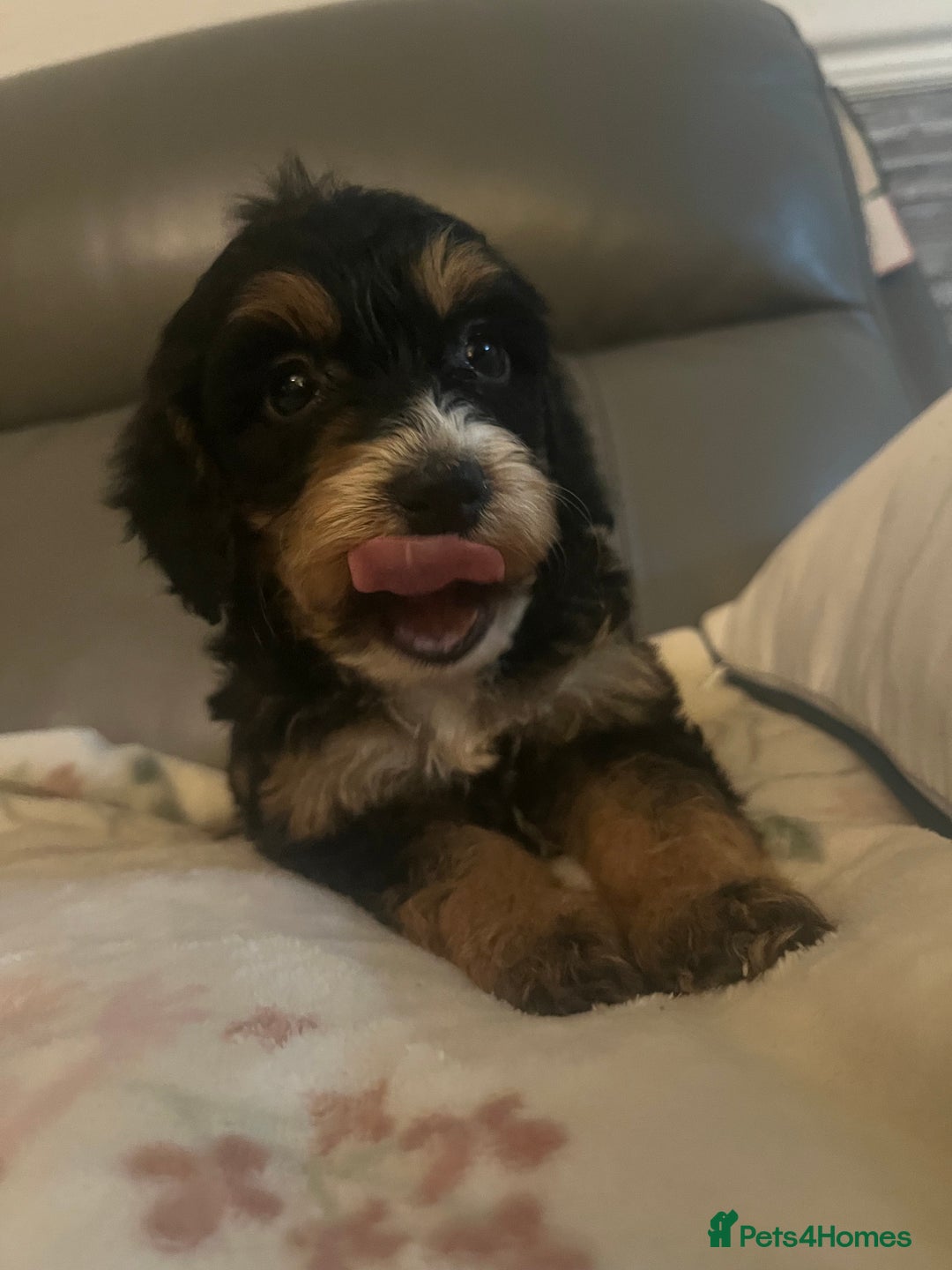 Cockapoo dogs for sale: 5 beautiful F1 cockerpoos  - Image 20