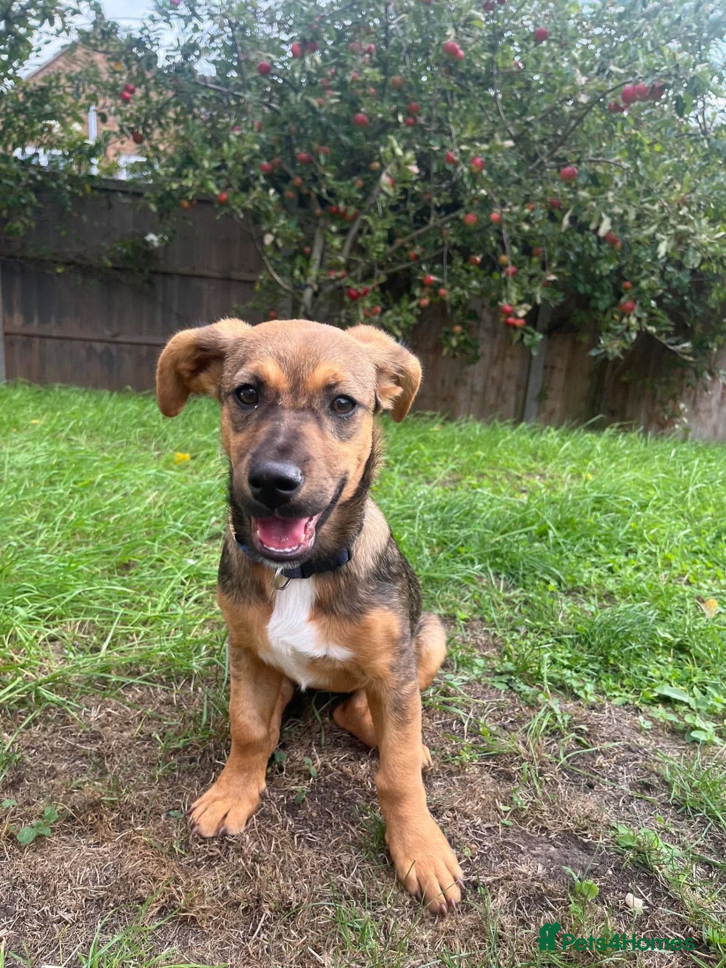 Mixed Breed dogs Gorgeous little Heidi - Advert 17