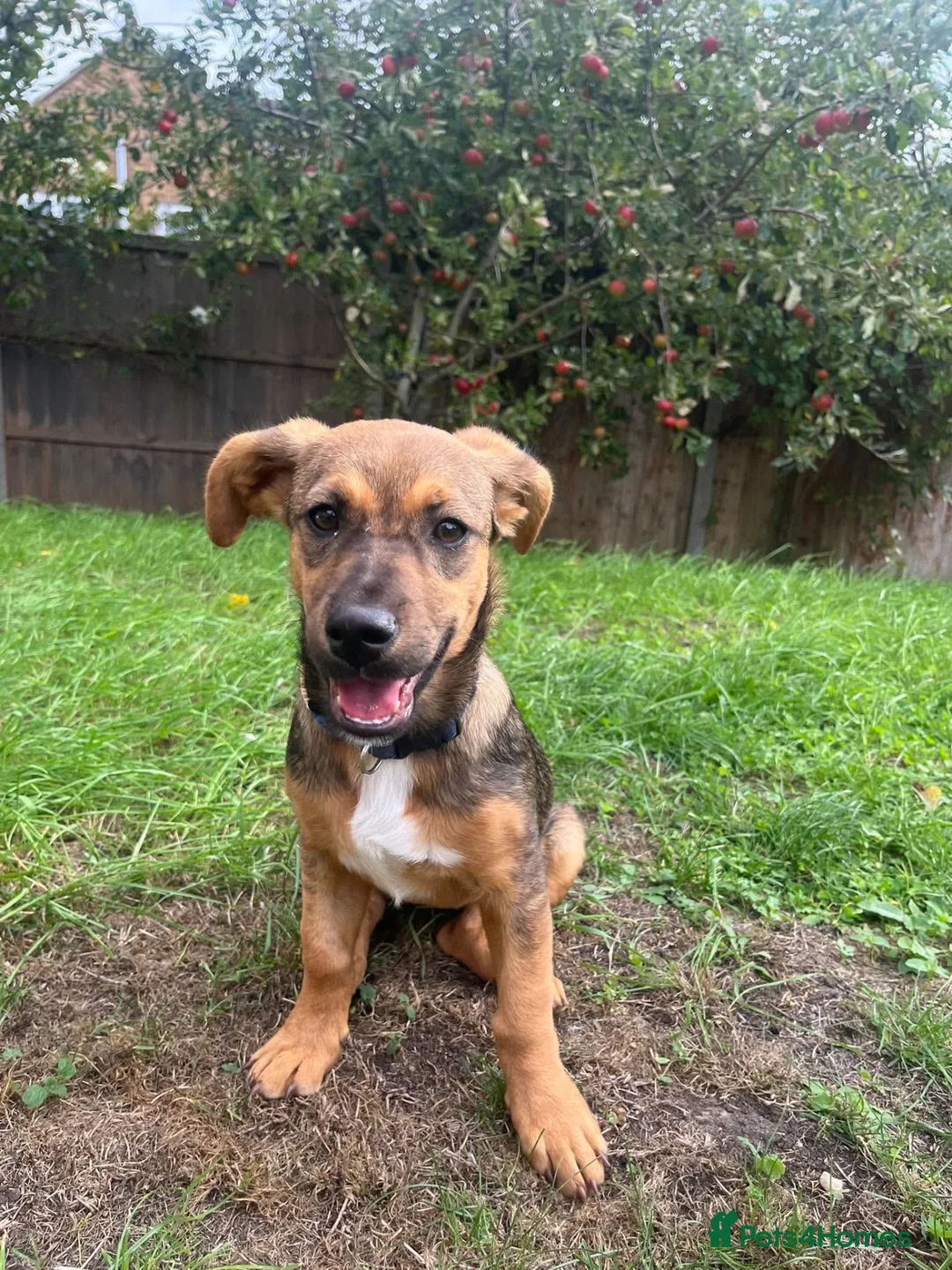 Mixed Breed dogs for adoption: Gorgeous little Heidi - Advert 1