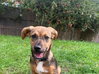 Mixed Breed dogs Gorgeous little Heidi - Advert 17