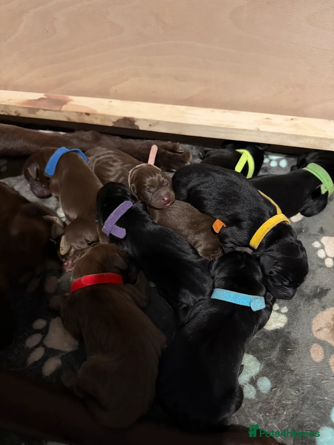 Labrador Retriever dogs for sale: KC registered Chocolate and Black labrador puppies - Advert 3