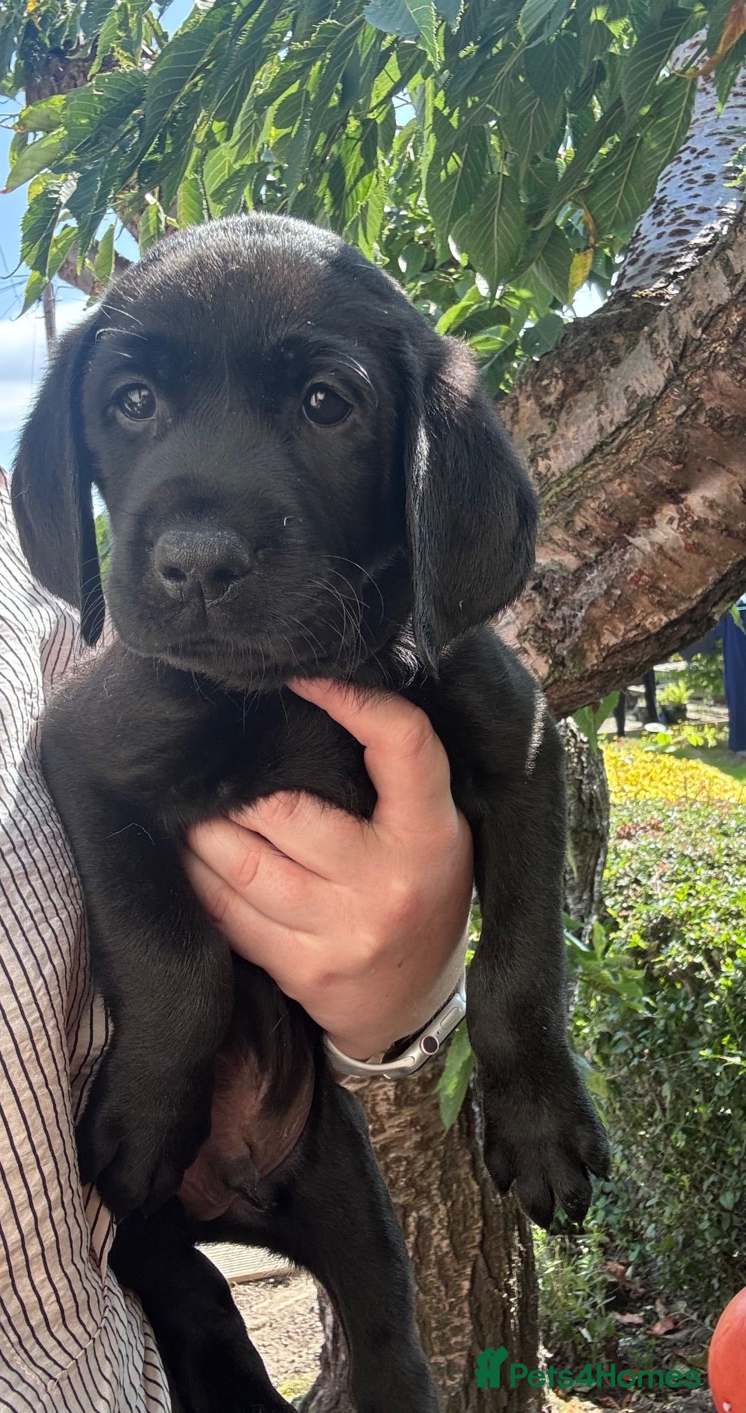 Labrador Retriever dogs KC Labrador pups for sale! One boy left  - Advert 1