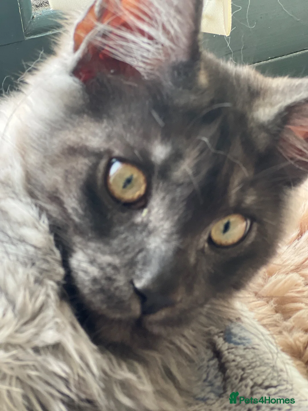 Maine Coon cats for sale: Lovely boy Maine Coon - Advert 2