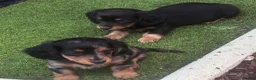 Miniature Dachshund dogs for sale: Beautiful rare miniature Daschunds. Pure 🧬  - Advert 16
