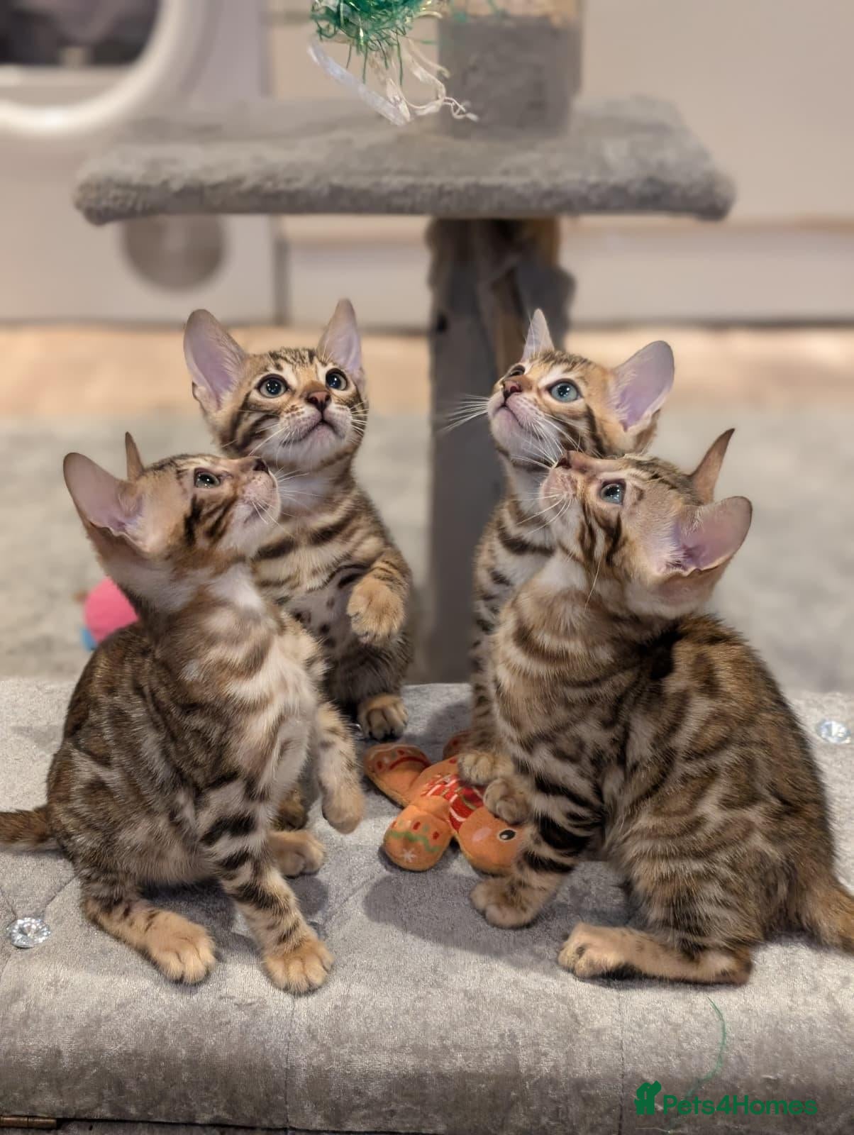 Bengal cats for sale: 🔥✨Pedigree TICA-Registered Bengals - Advert 1