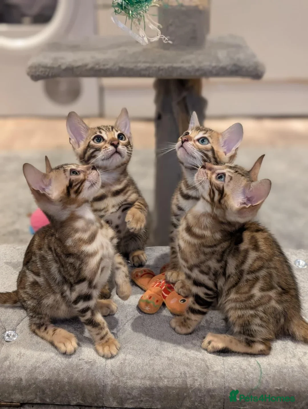 Bengal cats for sale: 🔥✨Pedigree TICA-Registered Bengals - Advert 1