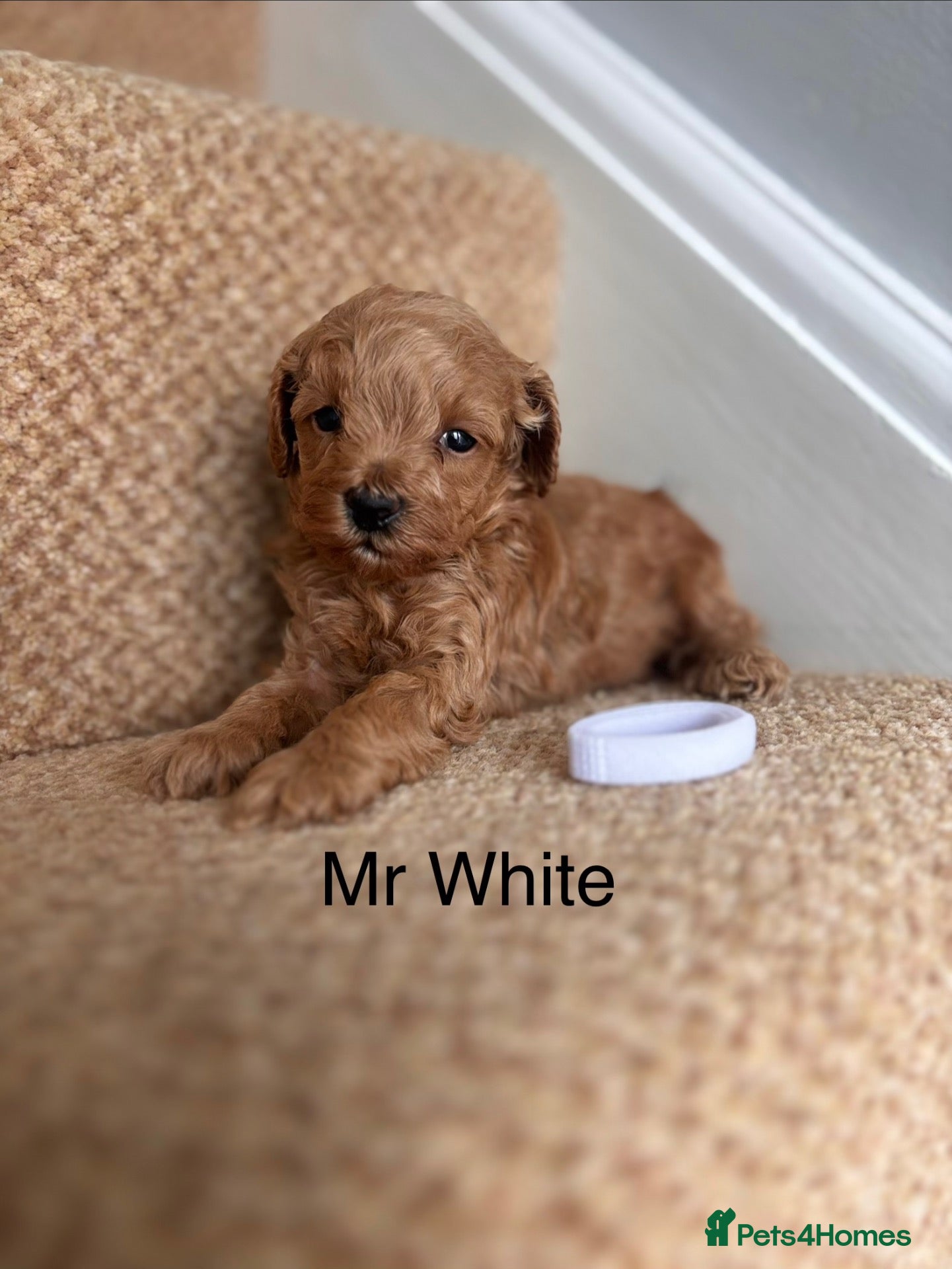 Cavapoo dogs X2 Beautiful F1b Cavapoo puppies available  - Advert 2