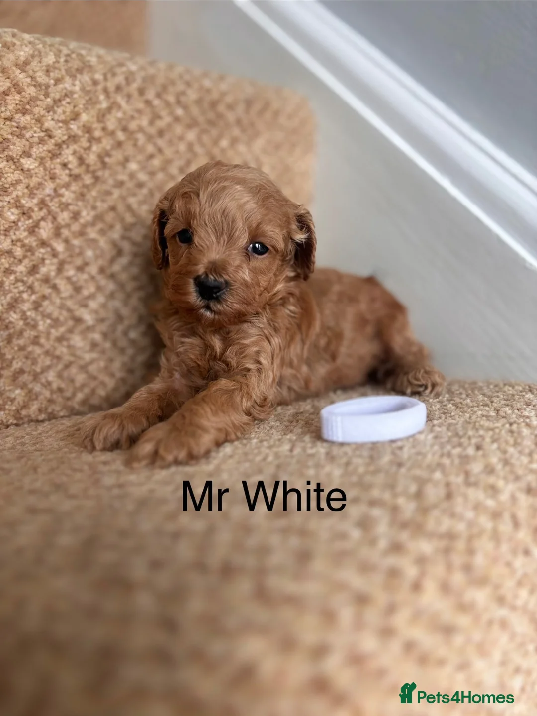 Cavapoo dogs for sale: X2 Beautiful F1b Cavapoo puppies available  - Advert 2
