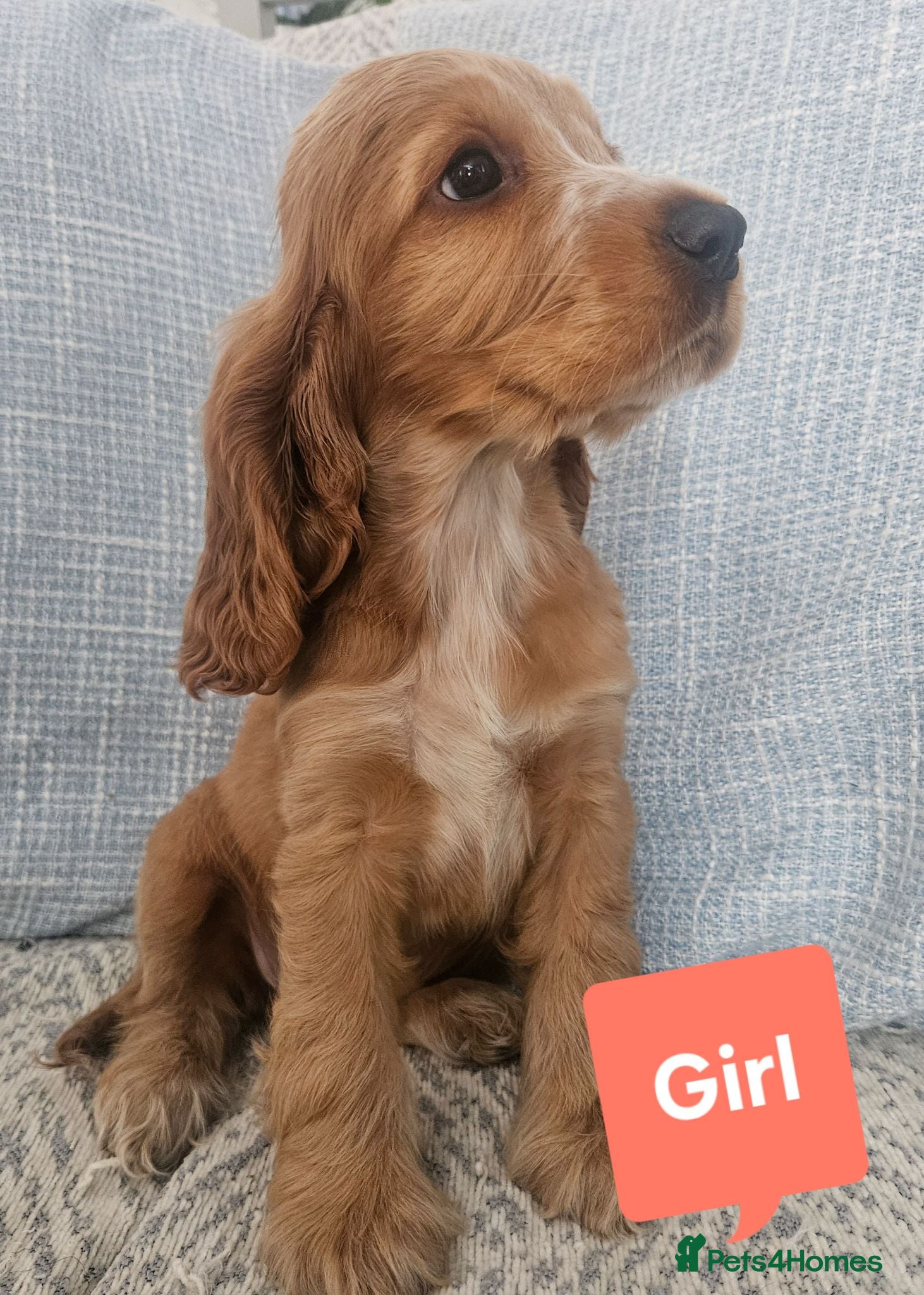 Cocker Spaniel dogs Ready to go 3boys 1 girl Left Show cocker spaniels - Advert 2