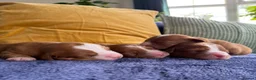 Nova Scotia Duck Tolling Retriever dogs for sale: Beautiful Toller puppies from champion bloodlines - Advert 13