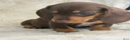 Miniature Dachshund dogs for sale: Beautiful mini smooth dachshund puppies - Advert 12