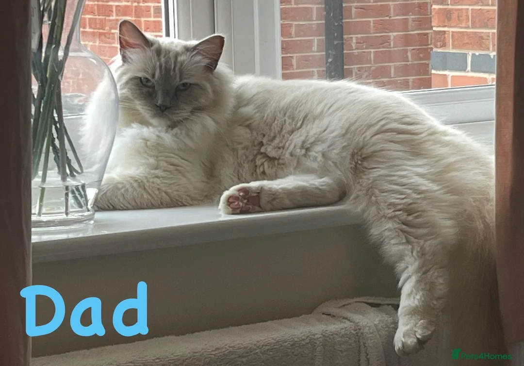 Mixed Breed cats for sale: 🐾❤️ Ragdoll X Shorthair Kittens ❤️🐾 - Advert 12