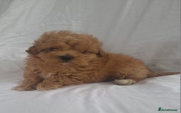 Maltipoo dogs for sale: Maltipoo puppies 5🌟licence breeder  - Image 9