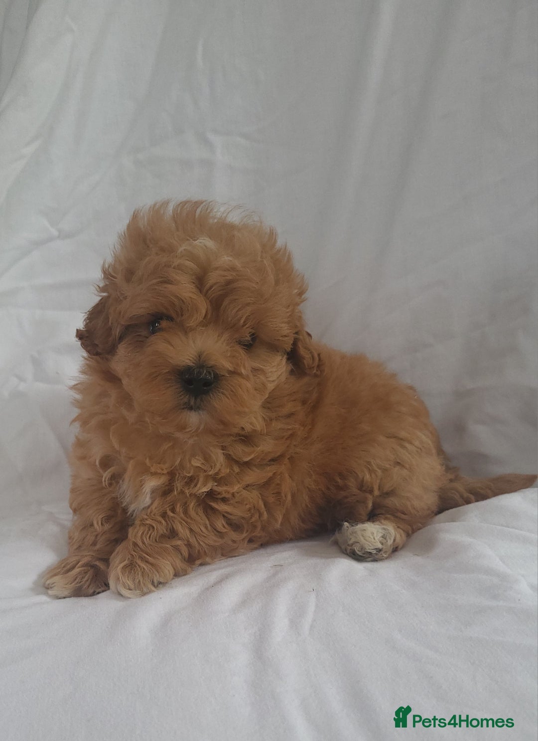 Maltipoo dogs for sale: Maltipoo puppies 5🌟licence breeder  - Image 9