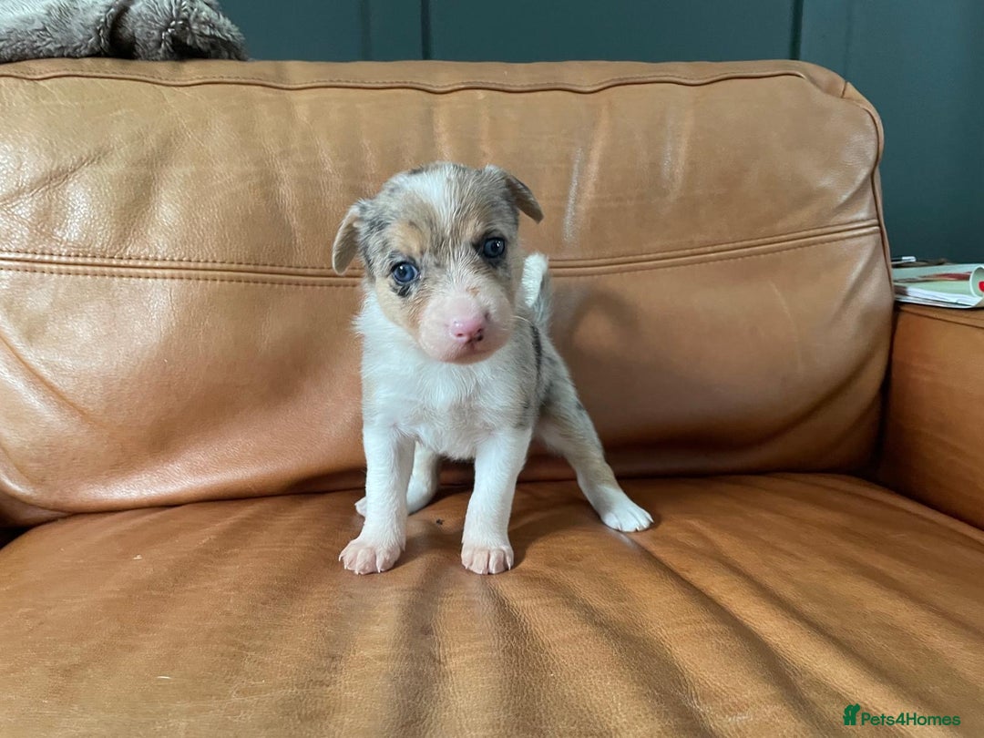 Border Collie dogs for sale: Border Collie Pups Merle, Tri-colour & Blk/wht - Image 21