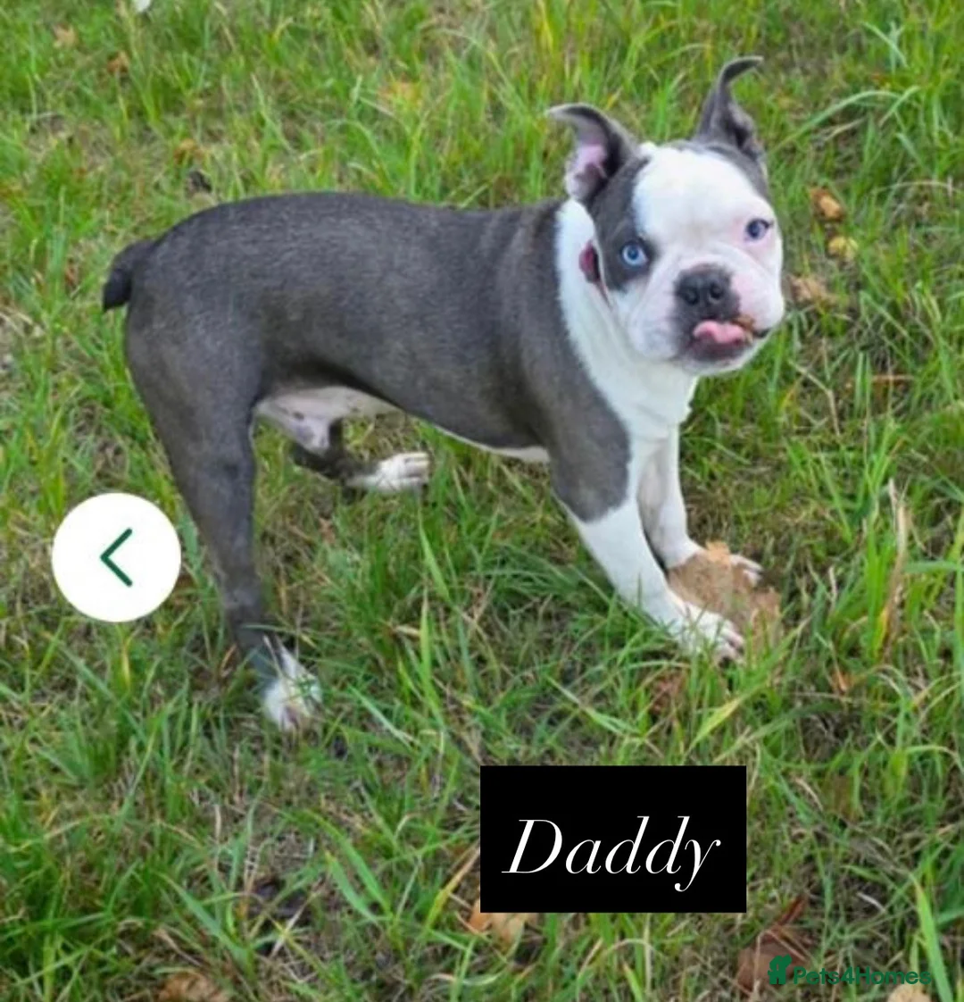 Boston Terrier dogs for sale: ✨Beautiful Boston Terrier Puppies✨ in Leeds - Advert 13