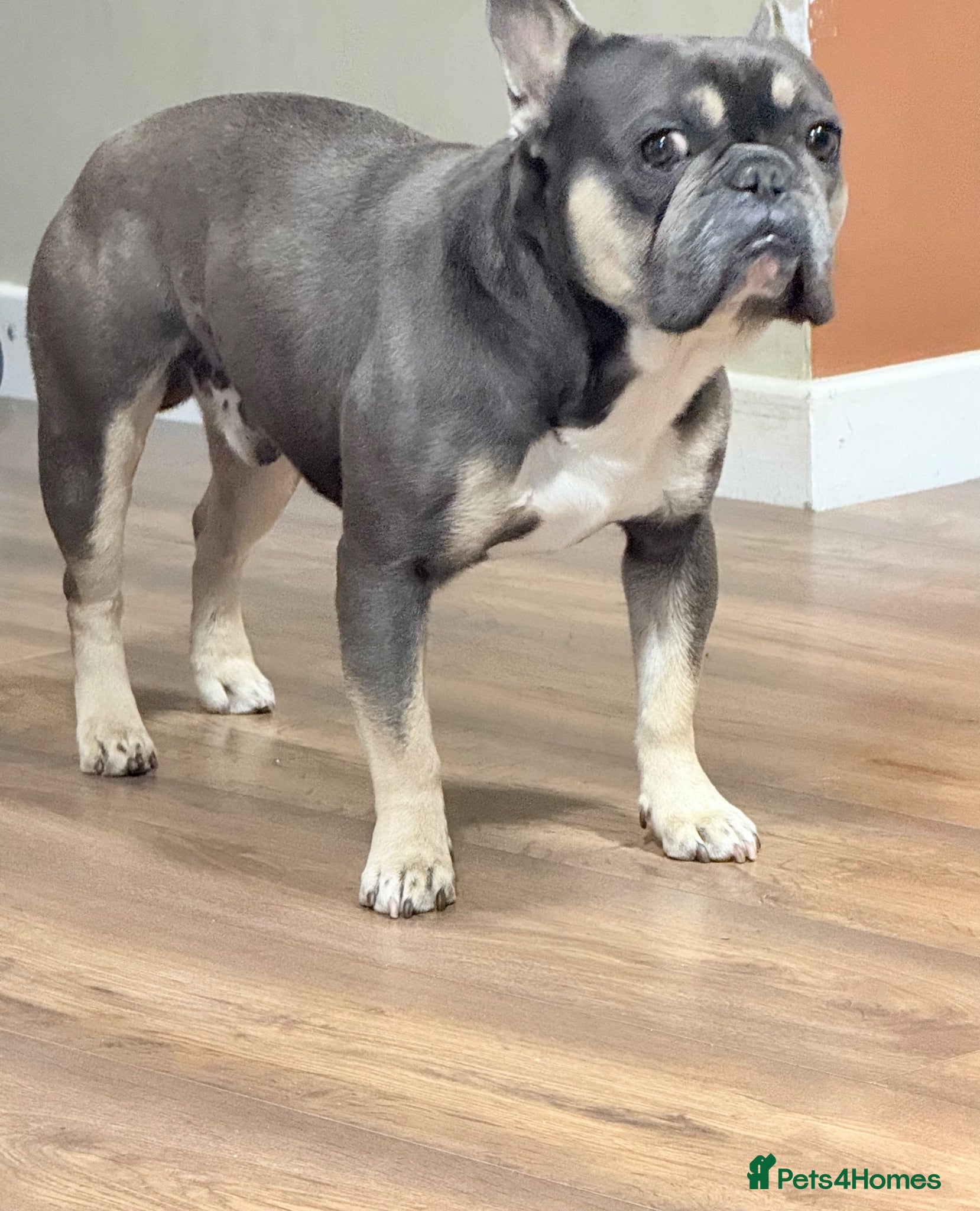 French Bulldog dogs Male French bulldog  - Advert 1